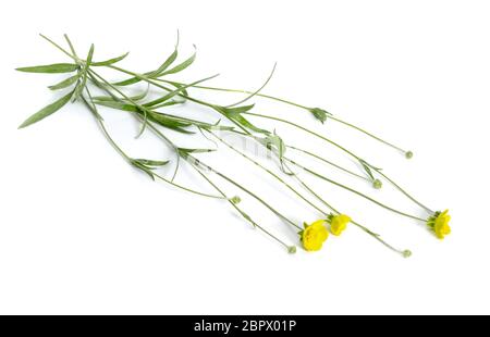 Ranunculus illuricus fleur isolée sur fond blanc Banque D'Images