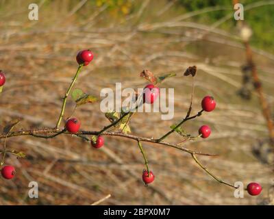 Quelques fruits de rosehip sur une branche sèche Banque D'Images