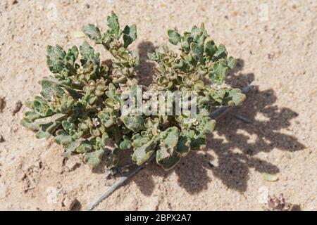 véritable rose de la plante de résurrection biblique de jéricho montré dans son état vert vivant en pleine croissance active dans un lit sec de ruisseau dans makhtesh ramon israël Banque D'Images