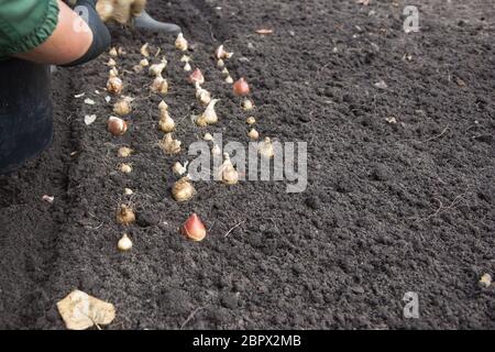 Planter des bulbes de fleurs en travailleurs town park Banque D'Images