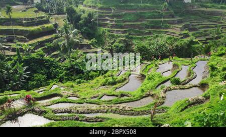 Tegalalang rizières à Ubud, Bali. Tegalalang Terrasse de riz est l'un des célèbres objets touristiques Banque D'Images