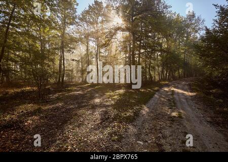 Forêt avec rayons du soleil filtrant sur un chemin Banque D'Images