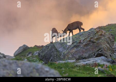 Bouquetin des Alpes (Capra ibex) dans le Mont-Blanc, France Banque D'Images