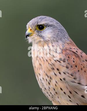 Le kestrel commun est un oiseau d'espèces de proies. Il est également connu sous le nom de kestrel européen, kestrel eurasien, ou kestrel de l'ancien monde. Banque D'Images