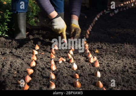 Planter des bulbes de fleurs en travailleurs town park Banque D'Images