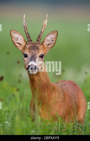 Détails verticaux de mignon surpris le Chevreuil, Capreolus capreolus, buck en été debout dans l'herbe haute à l'arrière-plan flou. Banque D'Images