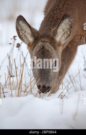 Faim Chevreuil, Capreolus capreolus, affamés dans la neige en hiver. Animal sauvage en milieu de congélation de la difficulté à trouver de la nourriture. La faune froide scen Banque D'Images
