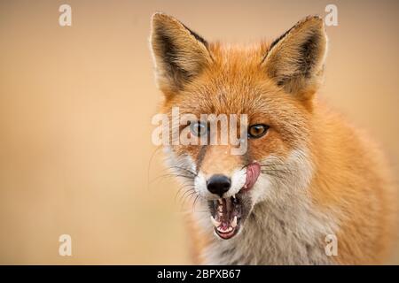 Close-up de tête d'un renard roux, Vulpes vulpes, à tout droit à l'appareil photo se lécher les lèvres. Détail de prédateur fixant l'avant à la recherche d'une proie. Wild Banque D'Images