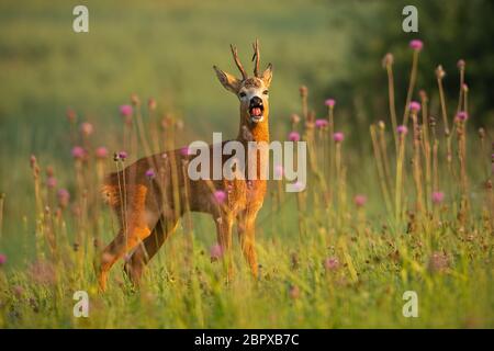 Chevreuil, Capreolus capreolus, buck en été. Animal sauvage avec l'espace autour de l'approche. Paysage de la faune mammifère de marcher sur une prairie avec des fleurs. Banque D'Images