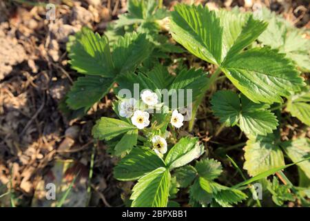 Fleurs blanches sur une plante de fraise dans un jardin à Kent, Angleterre, Royaume-Uni Banque D'Images