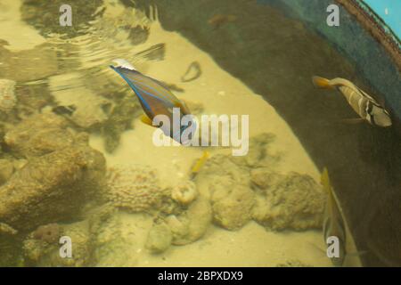 Bague bleue angelfish Pomacanthus annularis . Les poissons marins. Banque D'Images