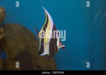 Idole maure le type de poisson connu sous le nom de Gill dans le monde de Nemo. Banque D'Images