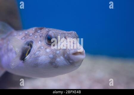 Puffer brun, brun ou brun puffer, ou poisson-chien, ou poisson-chien oculaires Banque D'Images