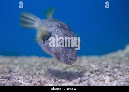 Puffer brun, brun ou brun puffer, ou poisson-chien, ou poisson-chien oculaires Banque D'Images