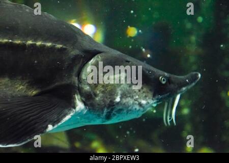 Esturgeon poisson nage dans l'aquarium de l'oceanarium. Poisson esturgeon Banque D'Images