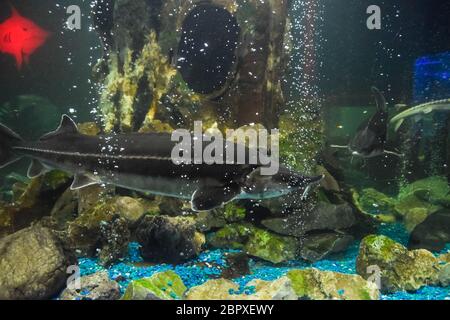 Esturgeon poisson nage dans l'aquarium de l'oceanarium. Poisson esturgeon Banque D'Images