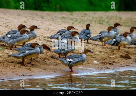 Canards baignade dans la rivière Iskar. Canards sur la côte de la rivière Iskar en Lettonie. Le canard est un des oiseaux d'un vaste projet de loi émoussé, des jambes courtes, pieds palmés, et Banque D'Images