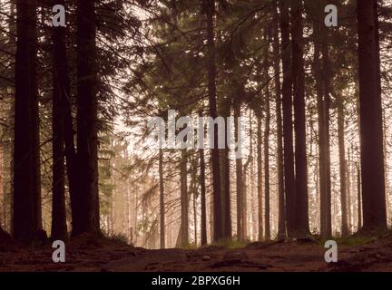 Forêt dans la zone allemande appelée résine à l'automne Banque D'Images