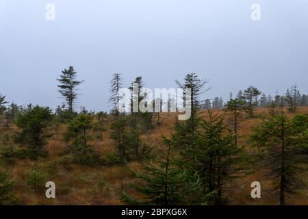 Forêt dans la zone allemande appelée résine à l'automne Banque D'Images