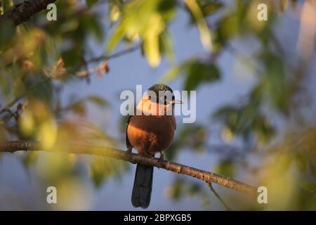 Sibia, Heterophasia capistrata, Okre, Sikkim, Inde Banque D'Images