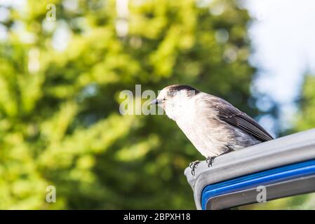 Scène d'un adorable Phoebe de l'est reposant sur la porte de la voiture dans la journée ensoleillée. Banque D'Images