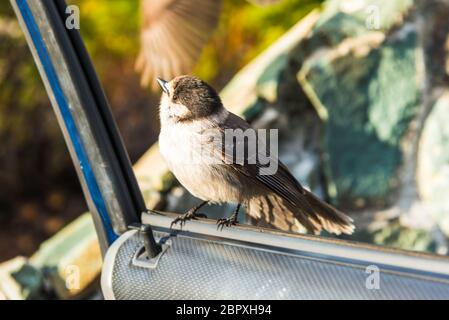 Scène d'un adorable Phoebe de l'est reposant sur la porte de la voiture dans la journée ensoleillée. Banque D'Images