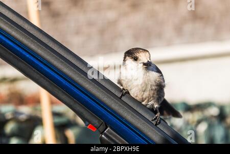 Scène d'un adorable Phoebe de l'est reposant sur la porte de la voiture dans la journée ensoleillée. Banque D'Images