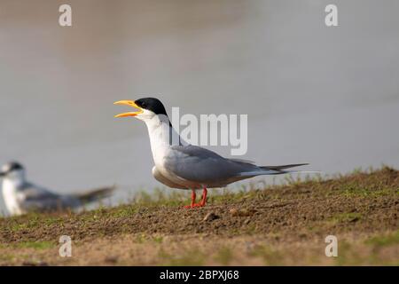 Tern, Sterna aurantia, près du lac, Bhigwan, Maharashtra, Inde Banque D'Images