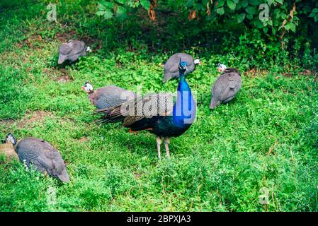 Peacock troupeau sur pelouse verte en ferme. Banque D'Images