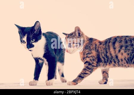 Portrait de deux enfants chat devant un fond blanc Banque D'Images