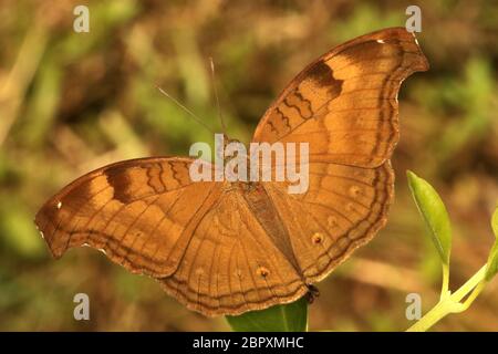 Papillon au chocolat, Junonia ifita, Ganeshgudi, Karnataka, Inde Banque D'Images