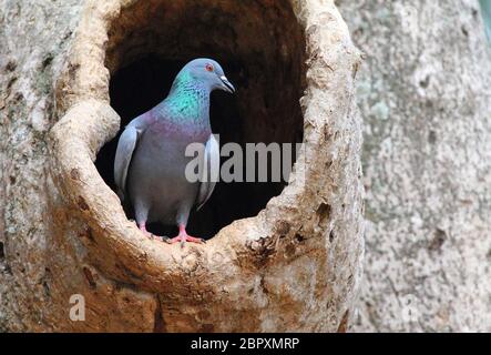 Indian Rock Pigeon, Columba livia, Lalbagh, Bangalore, Karnataka, Inde Banque D'Images