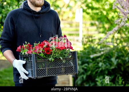 Boîte de soute fleuriste pleine de fleurs pétunia. Le jardinier transporte des fleurs dans une caisse en magasin. L'homme fait du shopping pour trouver des fleurs dans le centre du jardin qui porte le panier. Banque D'Images