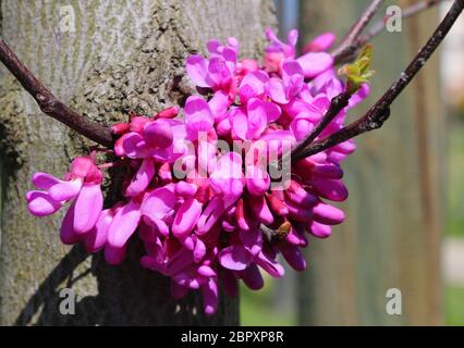 Cercis, fleurs lilas européenne européenne au printemps Bud Banque D'Images