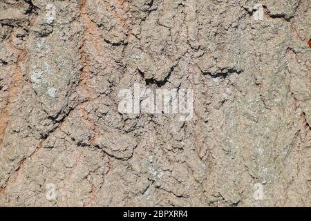 La texture de fond de l'écorce de peuplier d'argent. L'écorce des arbres épais Banque D'Images