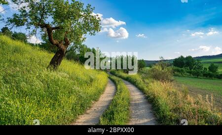 Chemin à travers campagne Banque D'Images