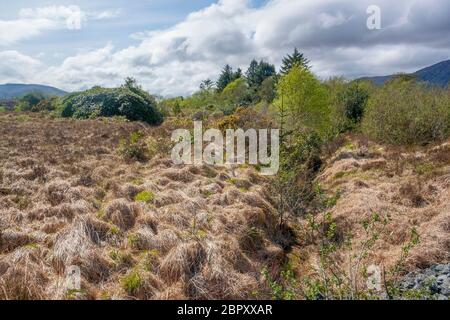 Paysage naturel autour de Connemara, un quartier en Irlande Banque D'Images