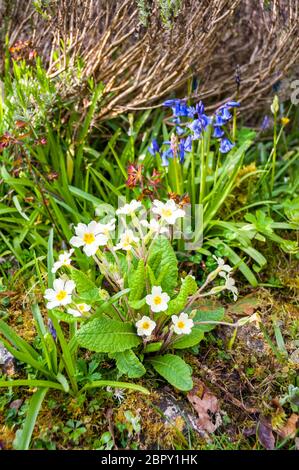 Jacinthes sauvages et primrose poussant dans un jardin de rocaille Branscombe, Devon, Grande Bretagne