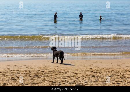 Poole, Dorset Royaume-Uni. 20 mai 2020. Météo au Royaume-Uni : chaud et ensoleillé, les températures montent sur les plages de Poole. Les Sunseaners se dirigent tôt vers le bord de mer pour profiter du soleil et obtenir le meilleur endroit avant que les plages ne soient occupées sur ce qui est prévu pour être le jour le plus chaud de l'année jusqu'à présent. Crédit : Carolyn Jenkins/Alay Live News Banque D'Images