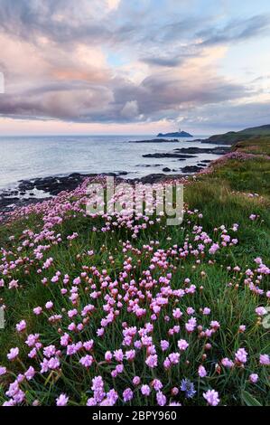 Printemps sur le sommet de la falaise à Godrevy, Cornwall Banque D'Images