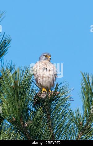 Kestrel est assis sur une femelle fluffed pin tip en face de ciel bleu Banque D'Images