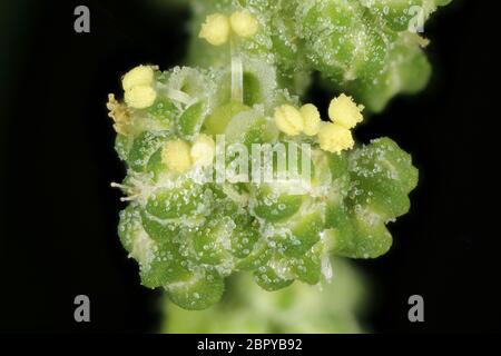 Orache commun (Atriplex patula). Gros plan sur l'inflorescence Banque D'Images