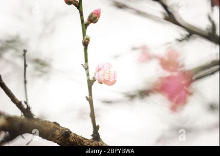 Belle fleur de cerisier himalayen sauvage ( Prunus cerasoides ) Banque D'Images