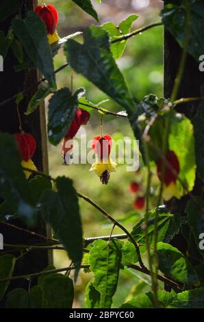 gouttes de pluie sur les fleurs d'abitulon Banque D'Images