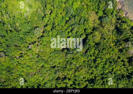Vue aérienne de haut en bas de la cime des arbres d'une forêt tropicale dense Banque D'Images