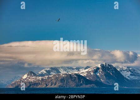 Les montagnes de la mer près de Tromso sur la côte ouest de la Norvège, ont semé dans le nuage sur les sommets. Un oiseau vole au-dessus Banque D'Images