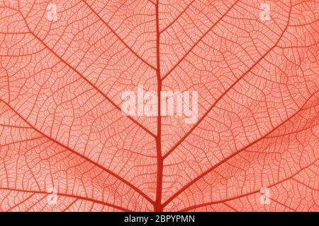 Extreme close up texture de fond de couleur rose corail tonique des nervures Banque D'Images