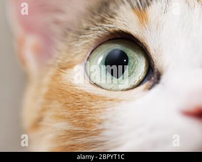 Gros plan de l'œil du chat. Chat domestique mignon Banque D'Images