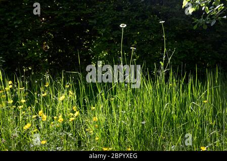 Jardin intérieur arrière - zone laissée comme un pré sauvage floer, herbe non coupée permettant aux fleurs sauvages de croître tout l'été Banque D'Images