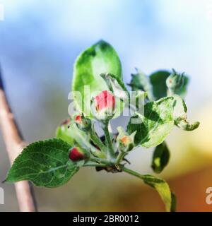 Boutons rouges d'un pommier en fleur en gros plan sur un fond de ciel flou. Mise au point sélective, espace pour la copie. Banque D'Images